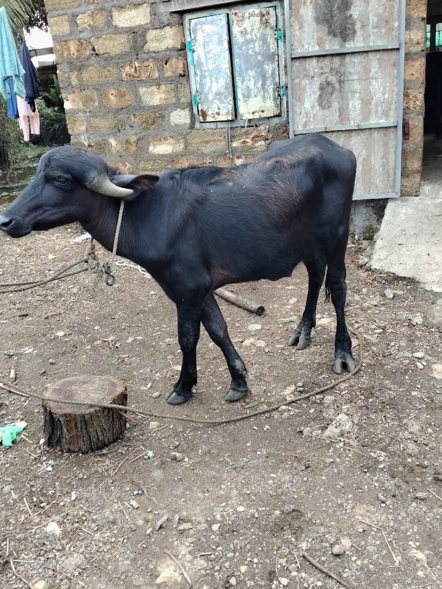 થંબનેલ 2