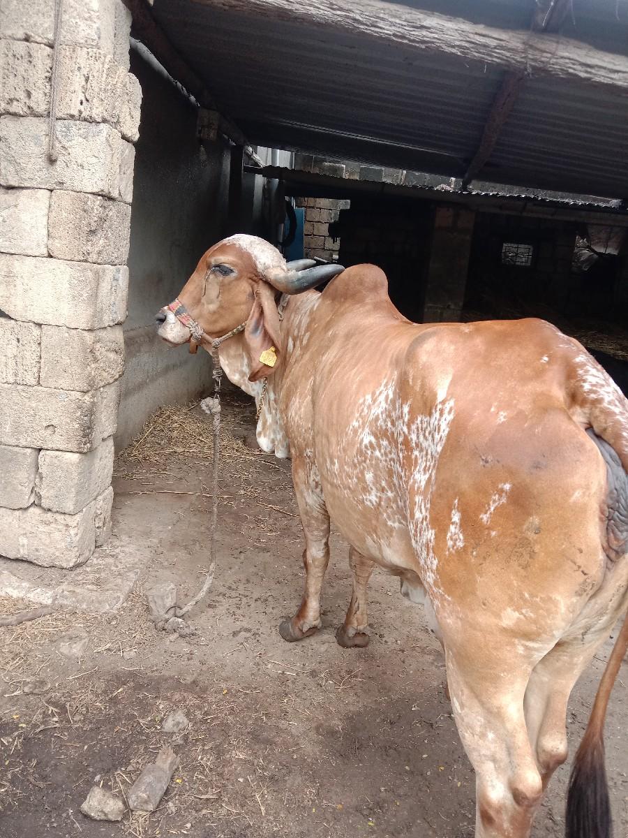 થંબનેલ 3