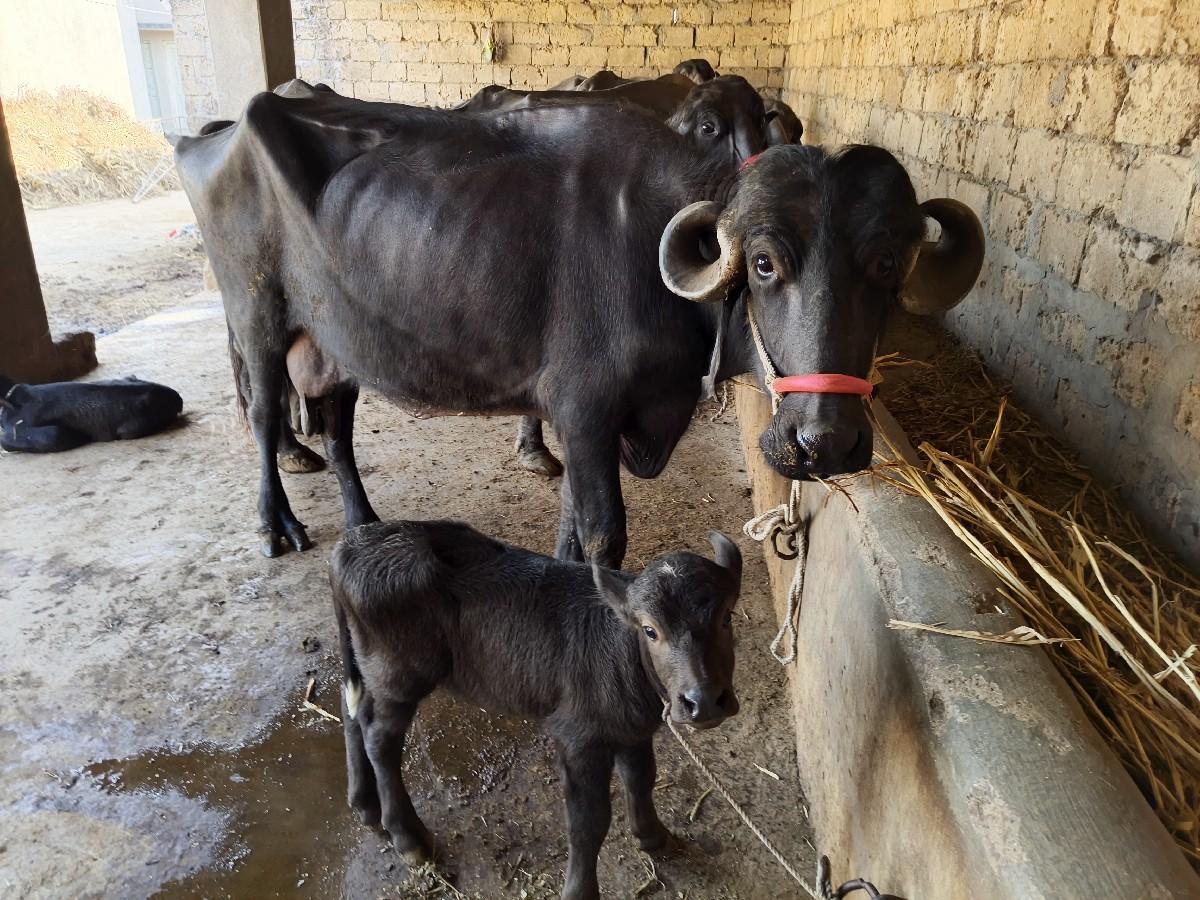 थंबनेल 2