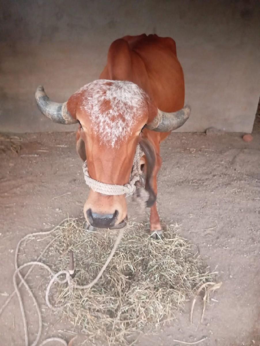 વેચવાની