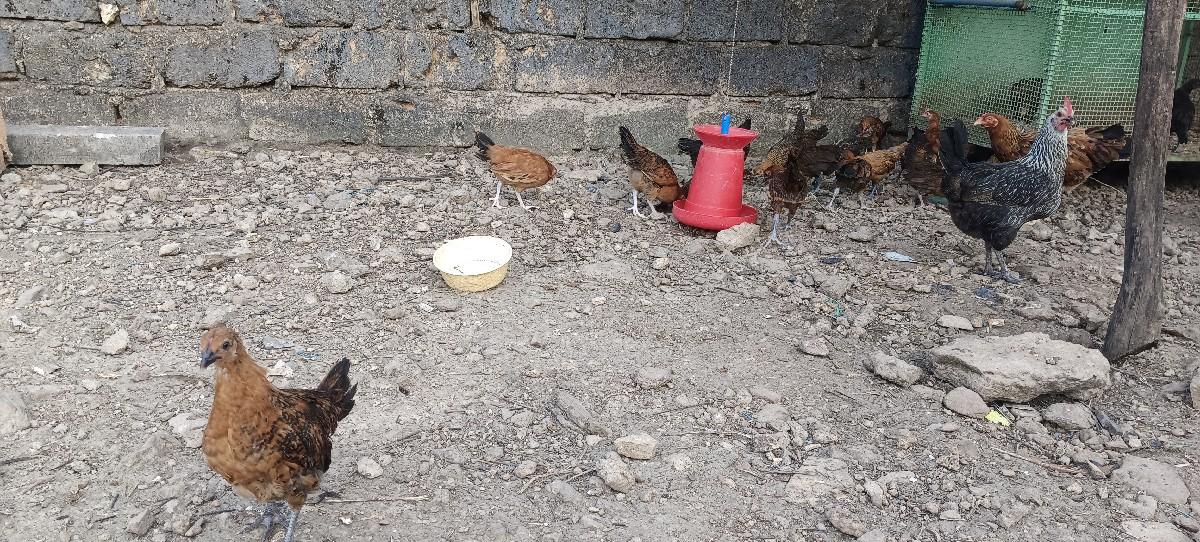 આ વેચવાના છે