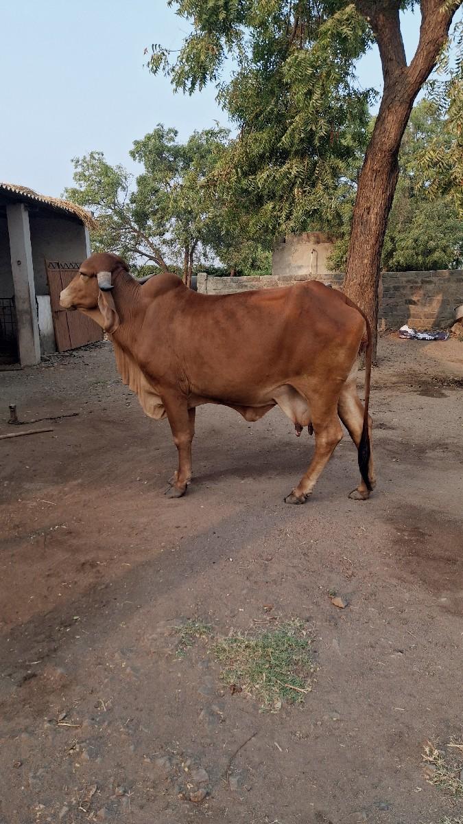 થંબનેલ 2