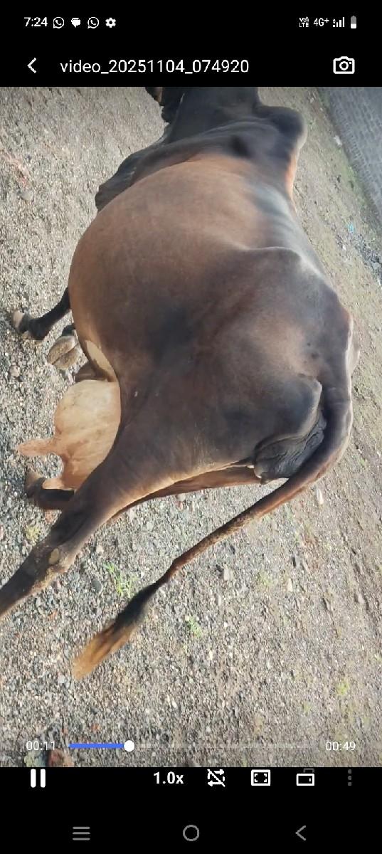 આ ગાય વેચવાની છે