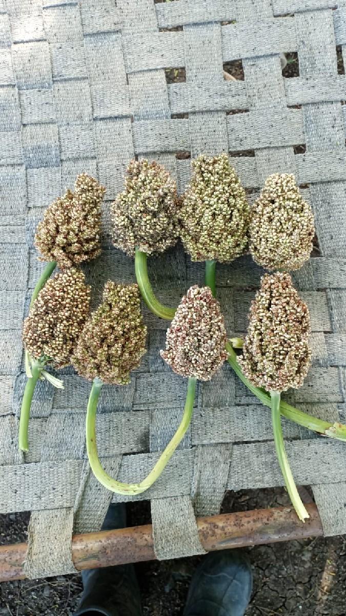 જામ રાવલ ની દેશી ગુંદ્રી