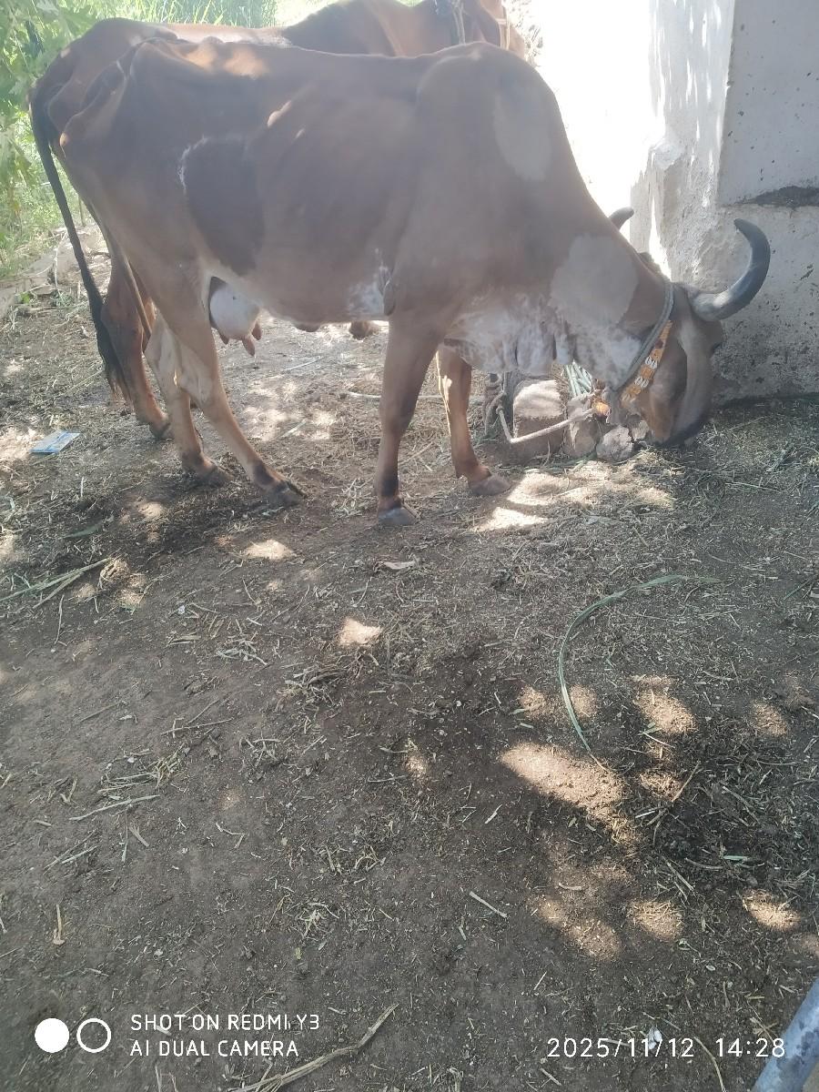 થંબનેલ 3