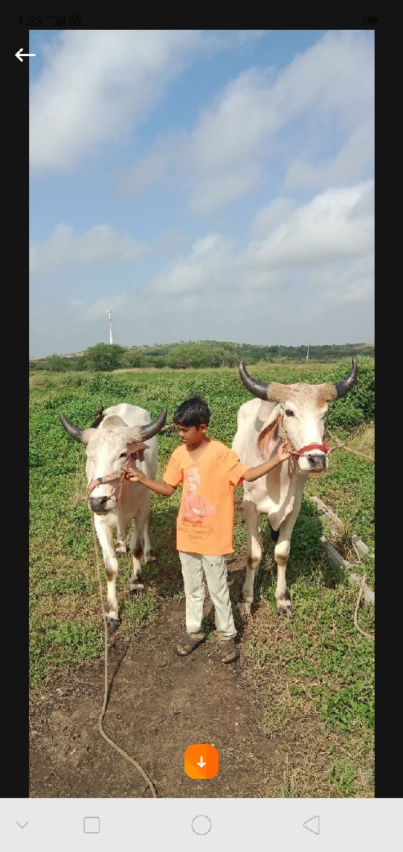 બળદ વેચવાના છે