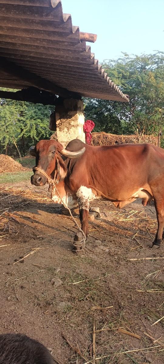 થંબનેલ 3