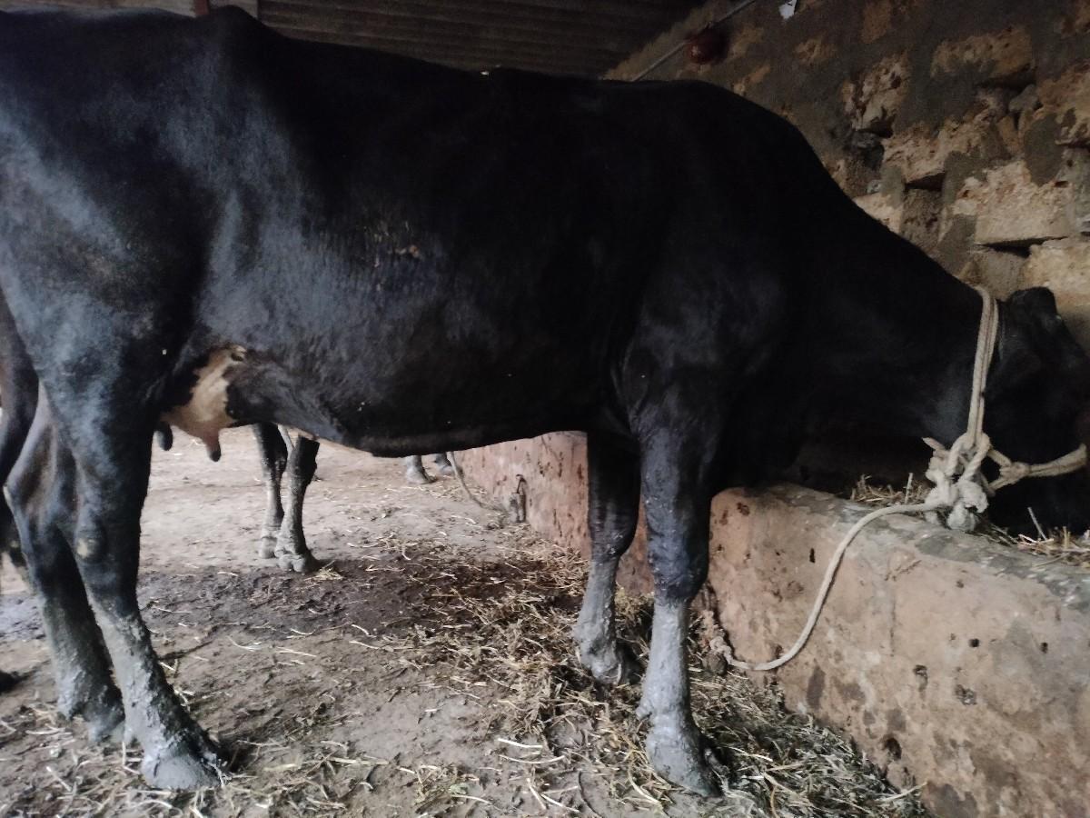 ગાય વેચવા ની છે 3જુ વેતર સાવ સોજી