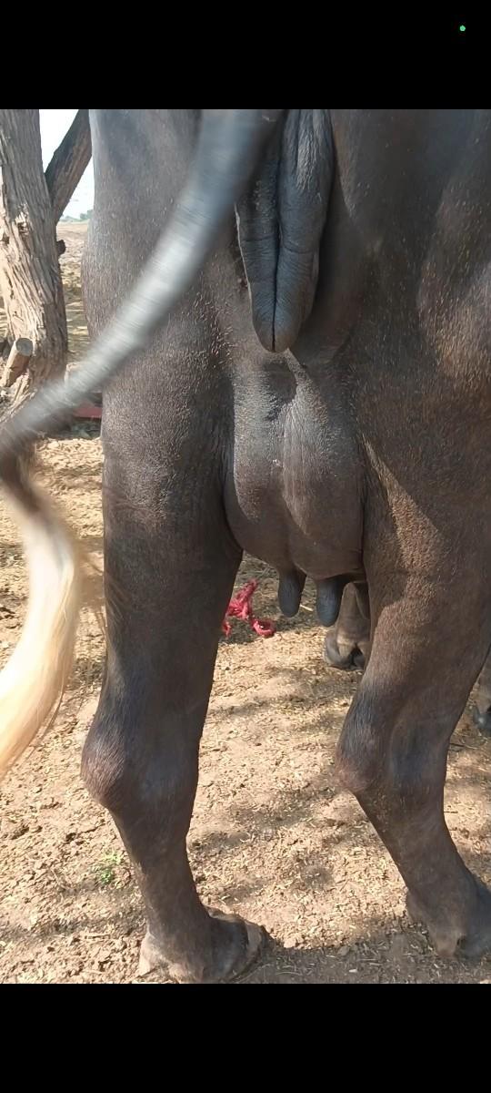 થંબનેલ 3