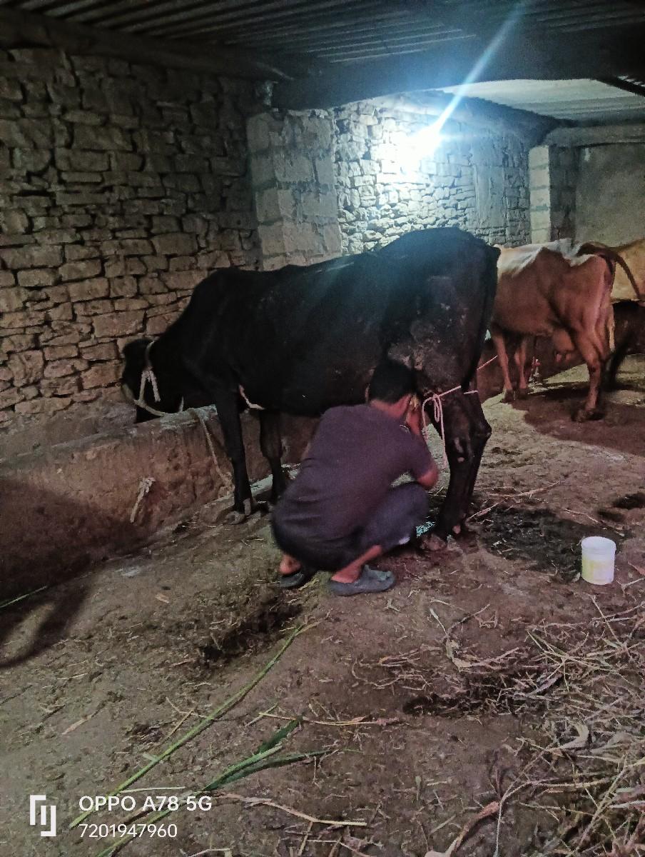 થંબનેલ 2