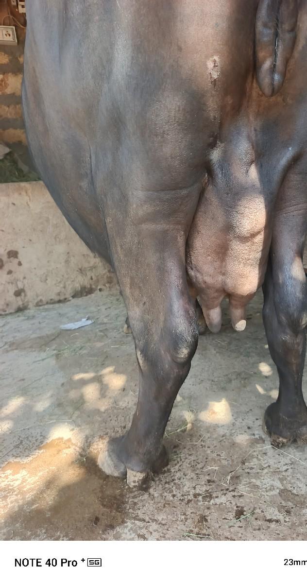 થંબનેલ 6