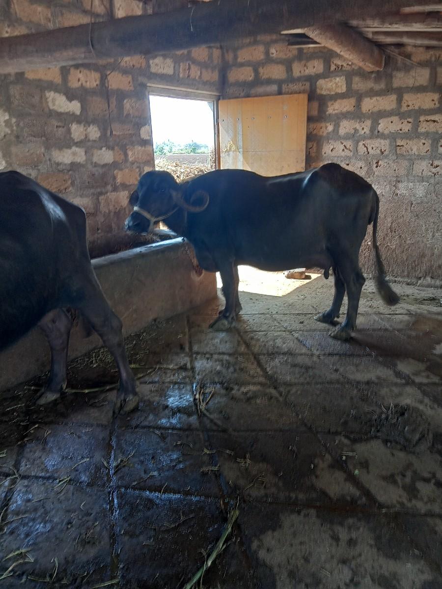 થંબનેલ 2