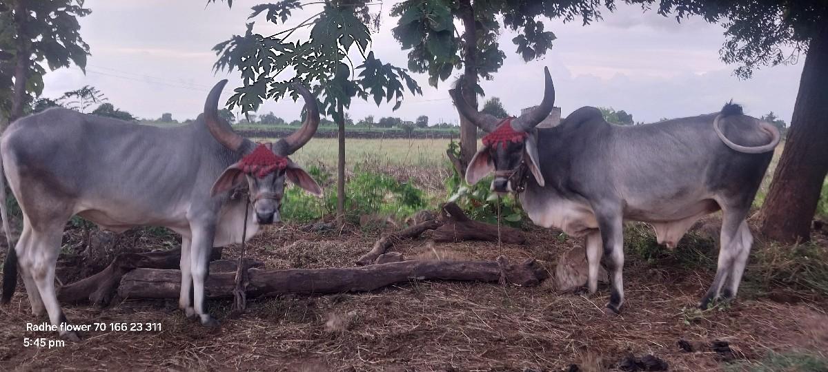 વઢીયારા વેચવાના છે