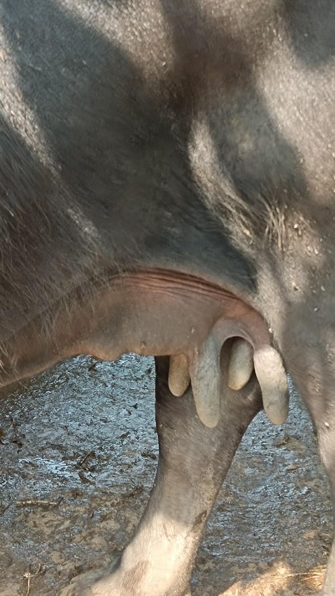 વેચવાની