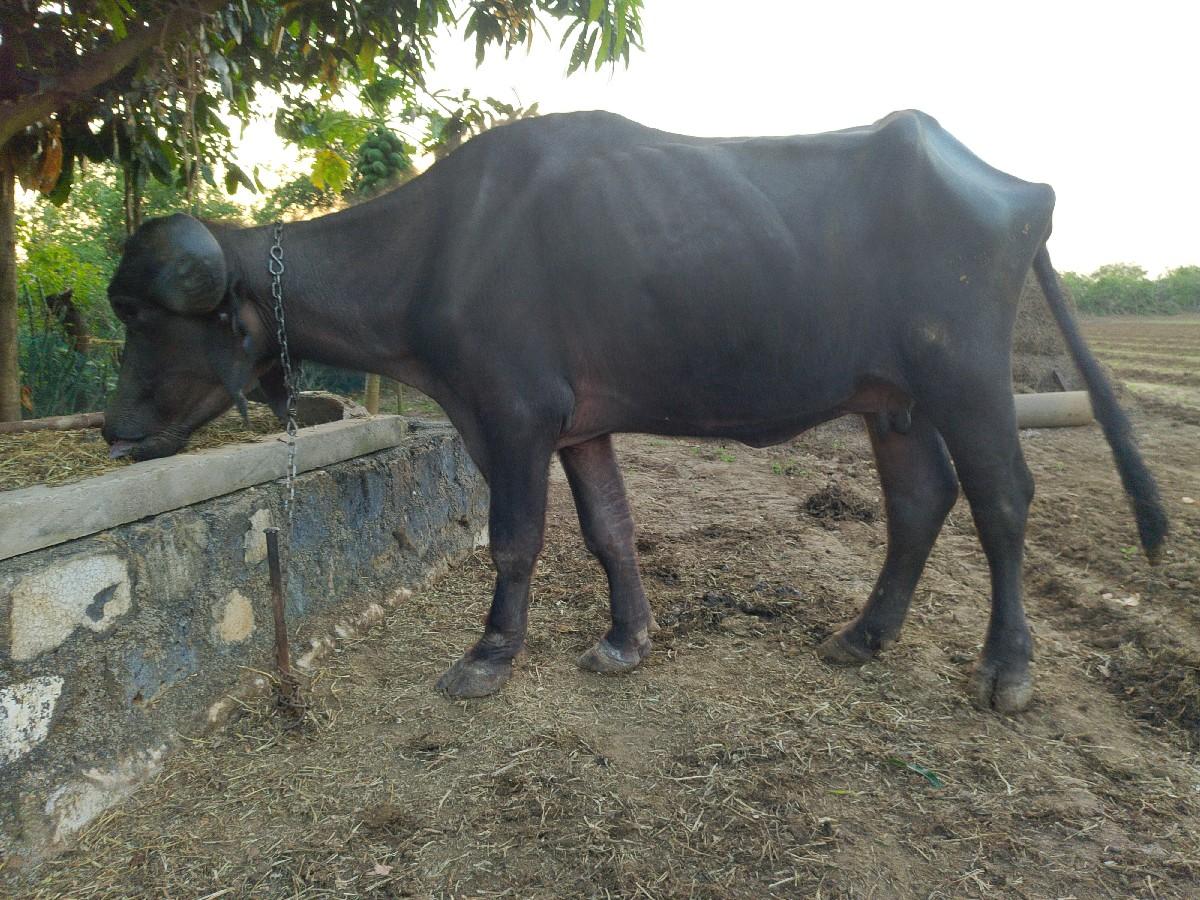 ભેંસ વેચવાની છે