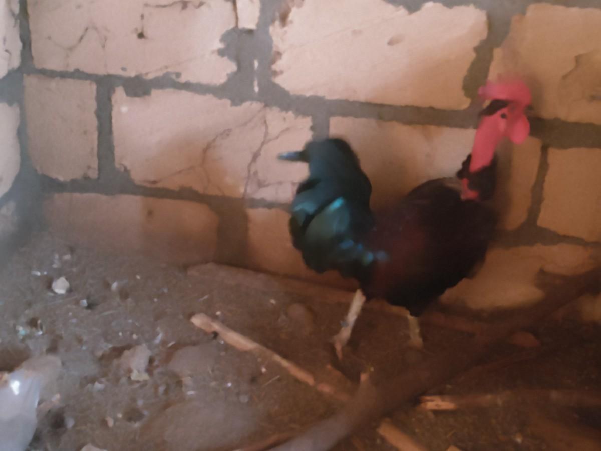 थंबनेल 2