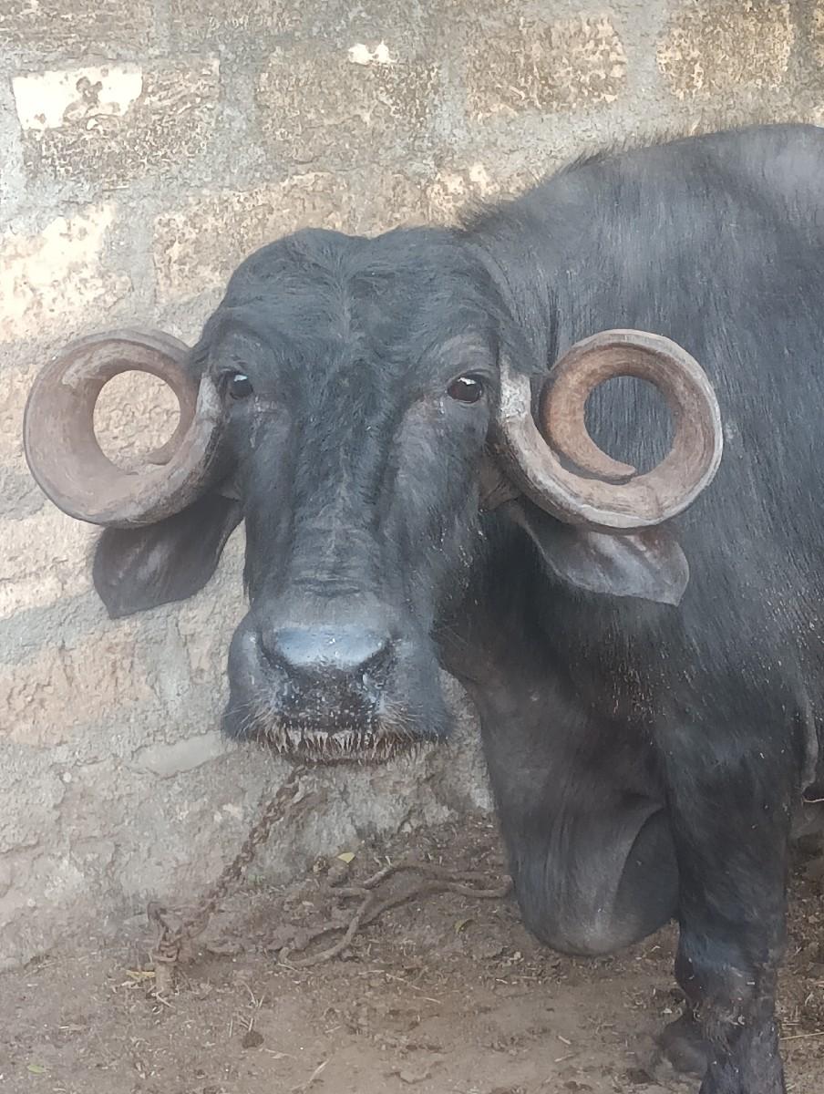 થંબનેલ 2