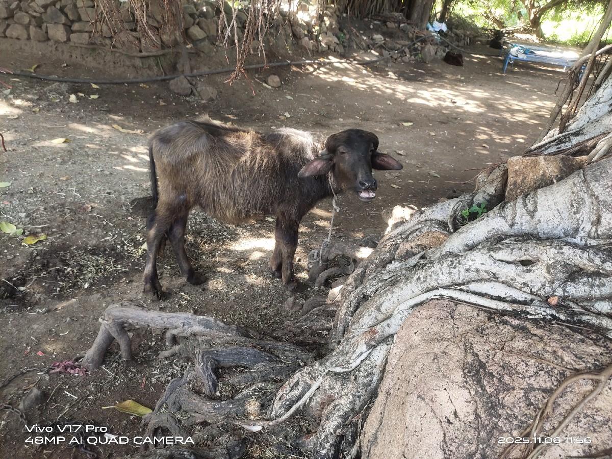 थंबनेल 3