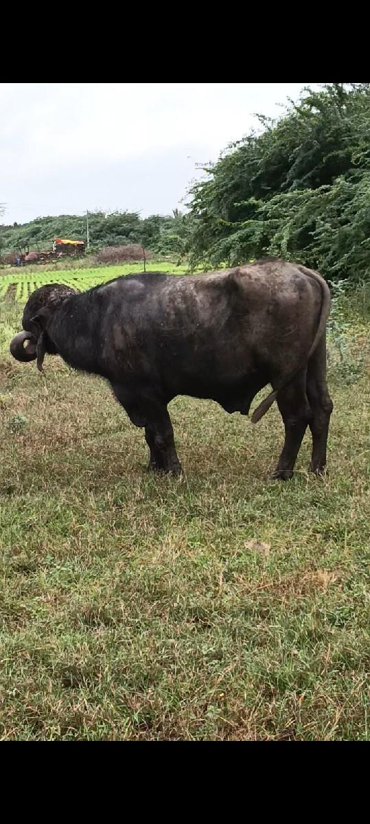 પાંડો વેચવાનો છે