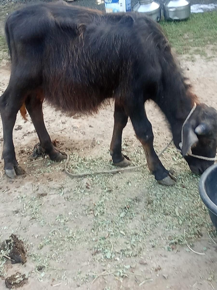 થંબનેલ 3