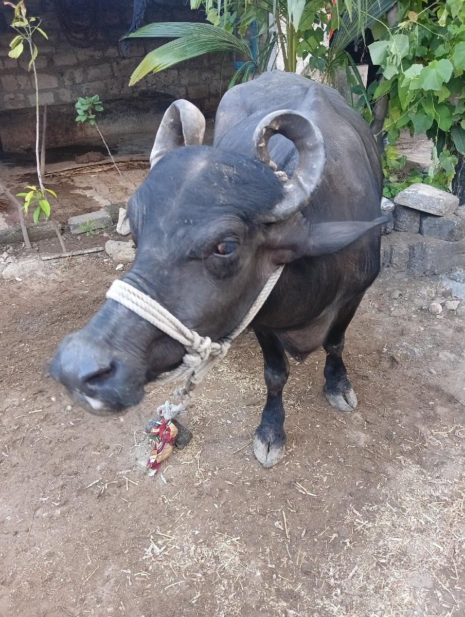 ભેંશ વેશવાની છે