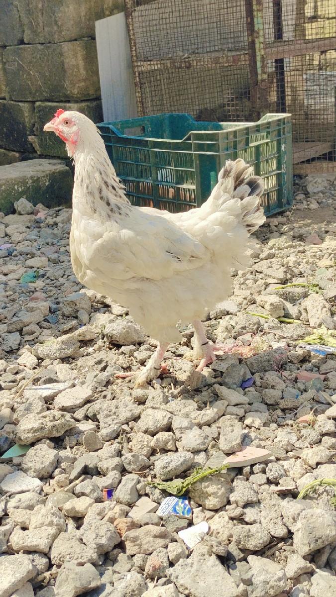 થંબનેલ 3