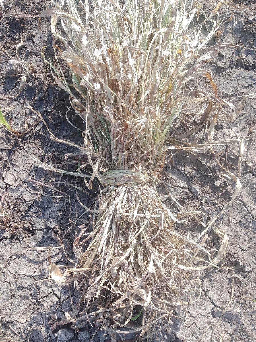 Batu sar vesva ni se