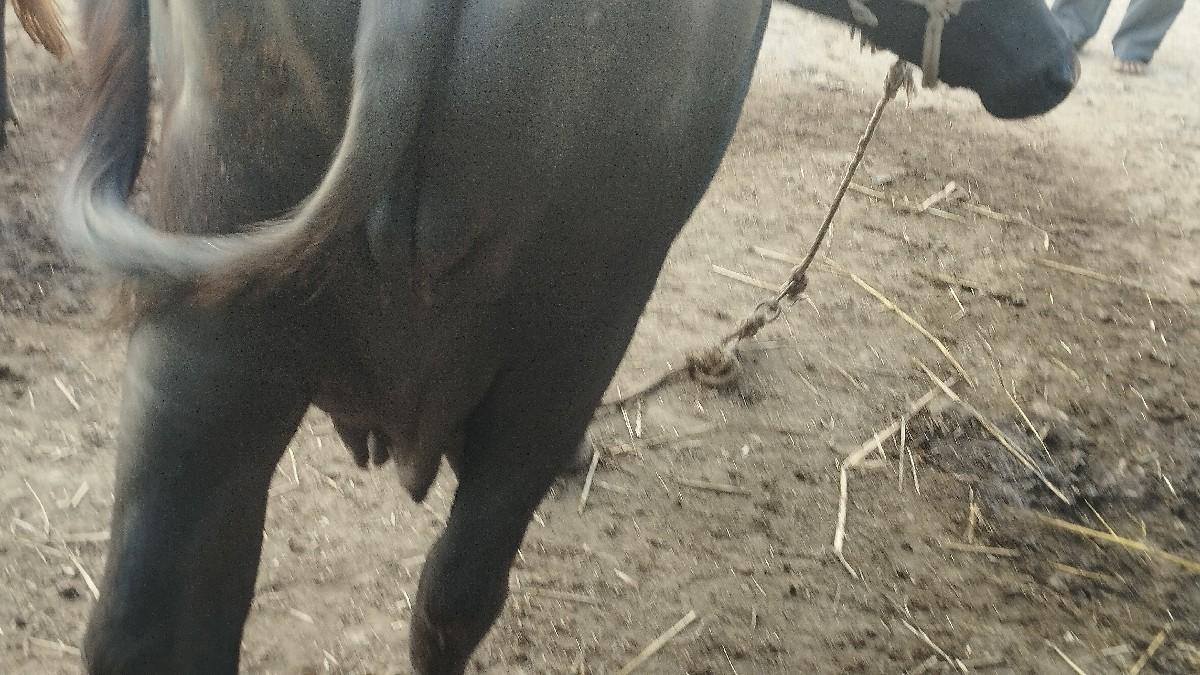 થંબનેલ 3