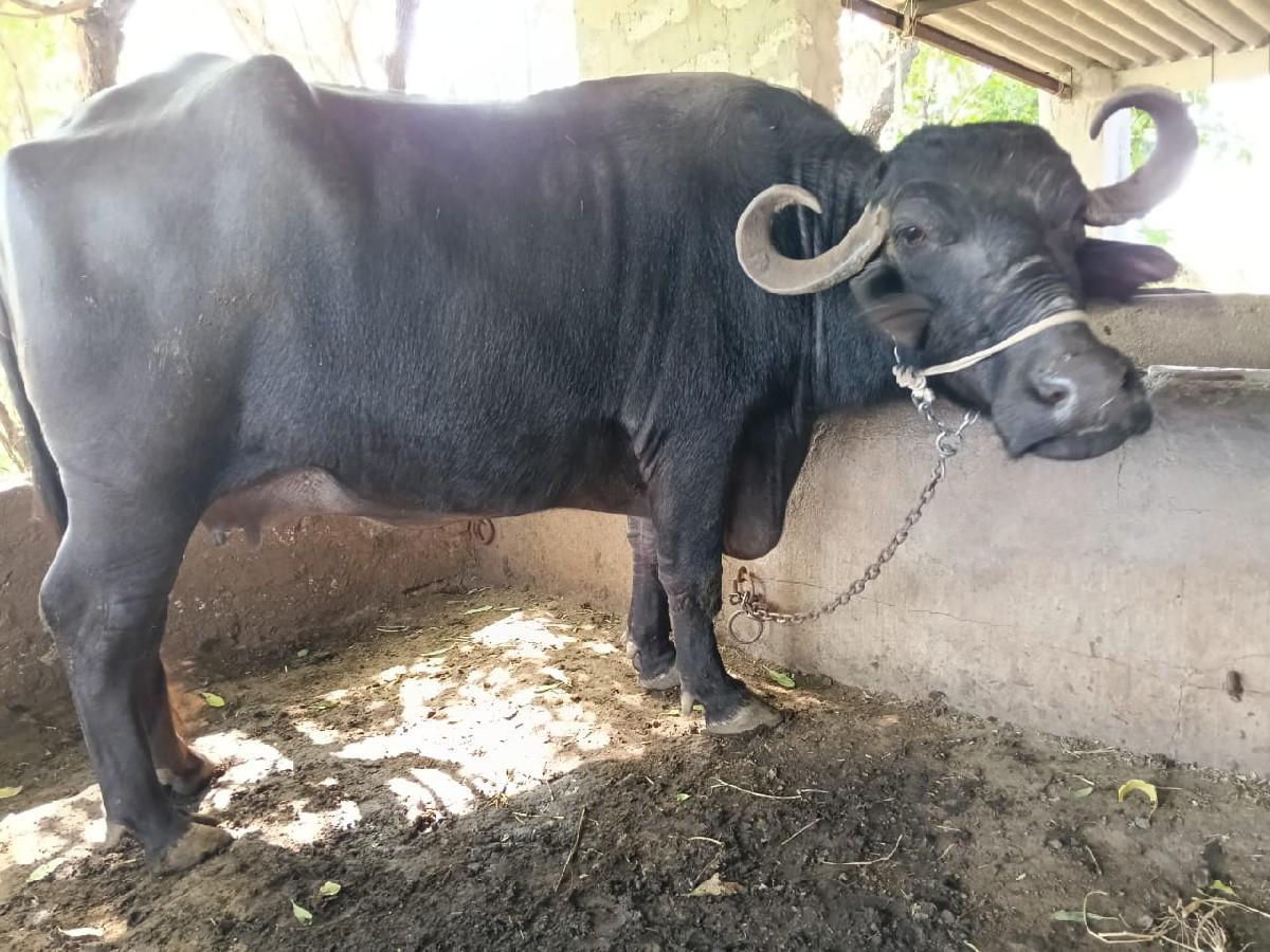 2. જો વ ત્ ર વયા સ અ