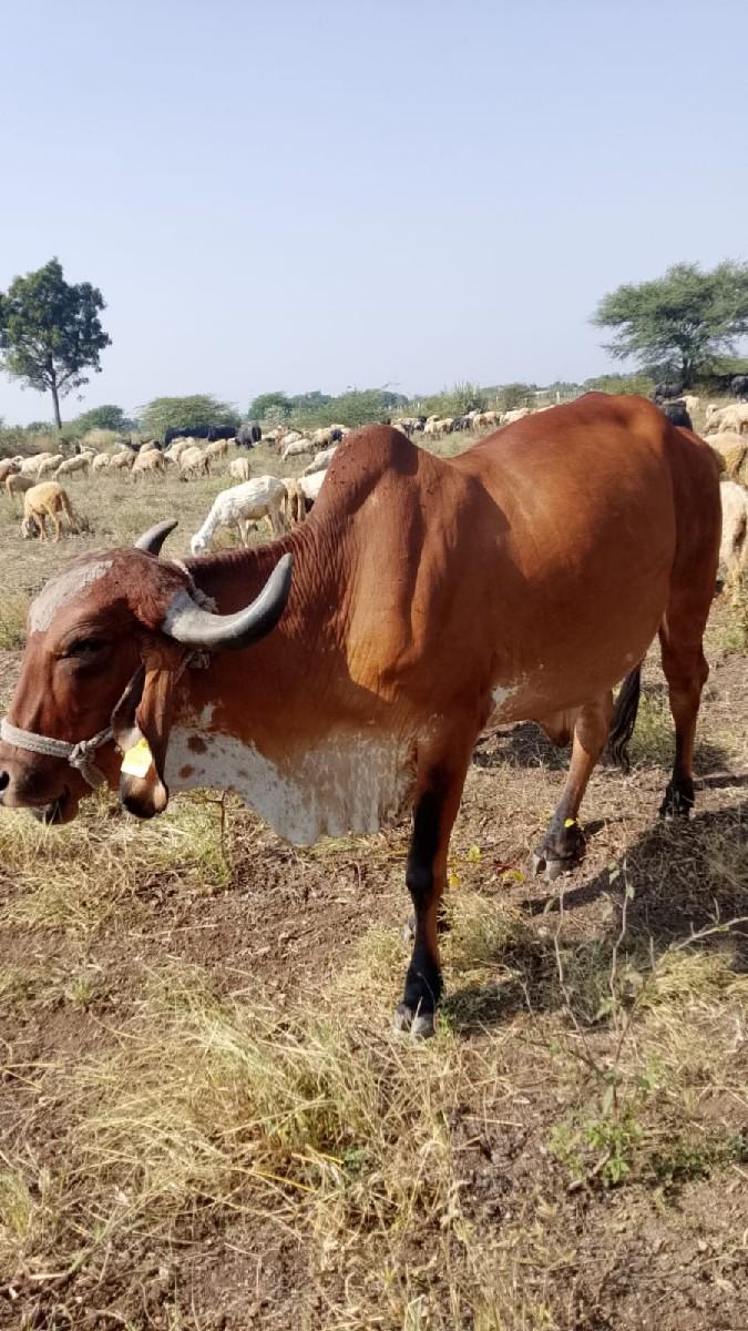 ગીર ગાય પાંચ મહીના ની ગાભણ છે