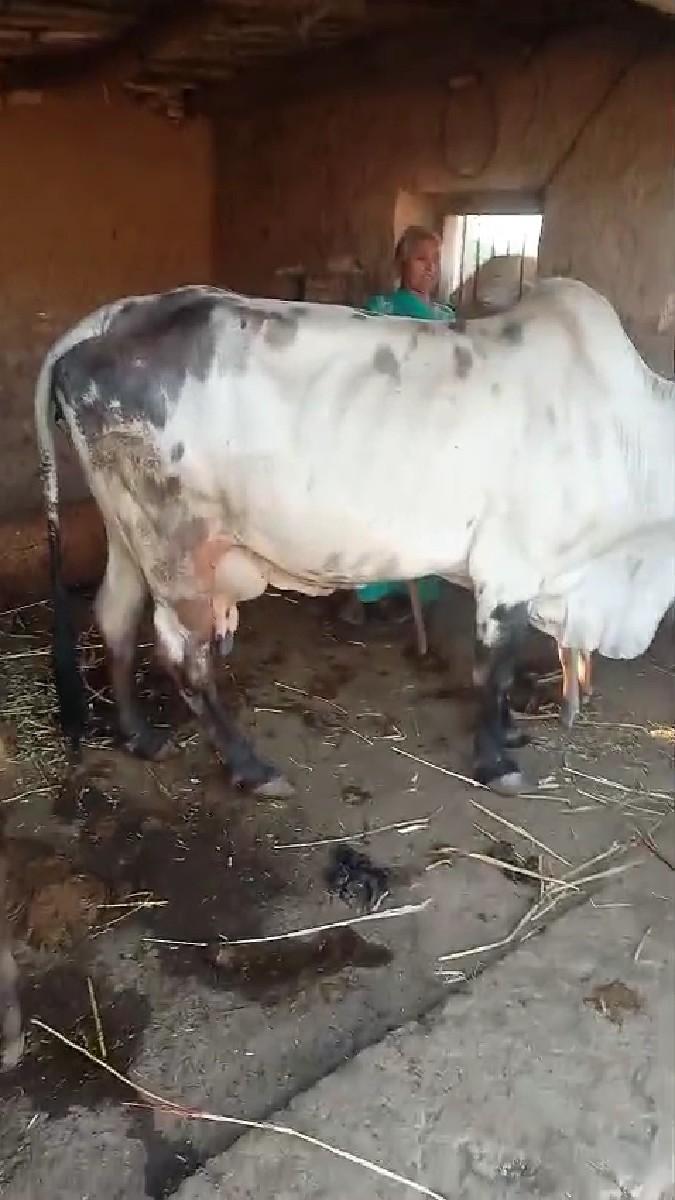 थंबनेल 2