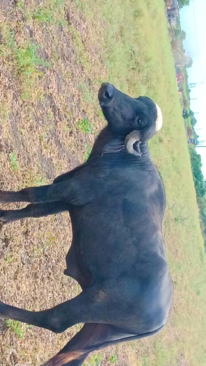 પાડો વેશવાનોશે છે