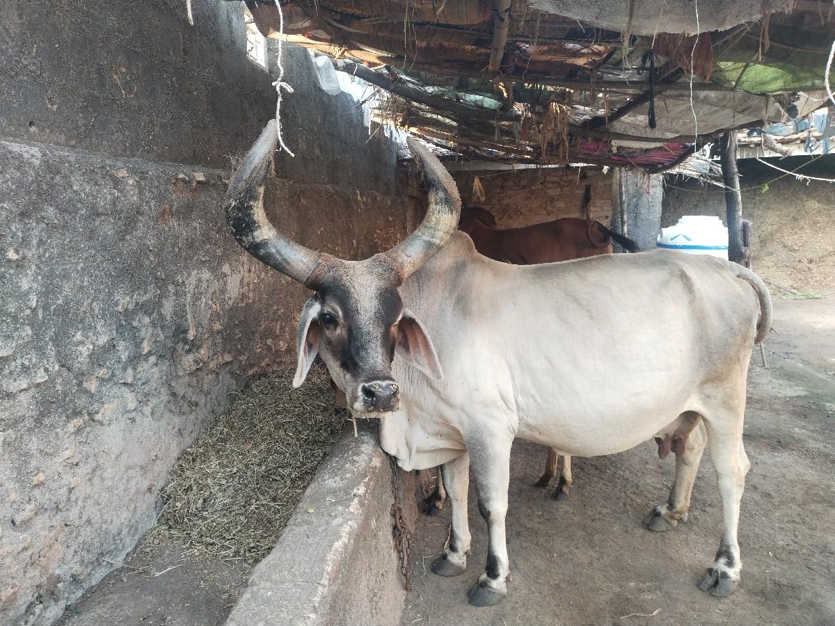 થંબનેલ 3