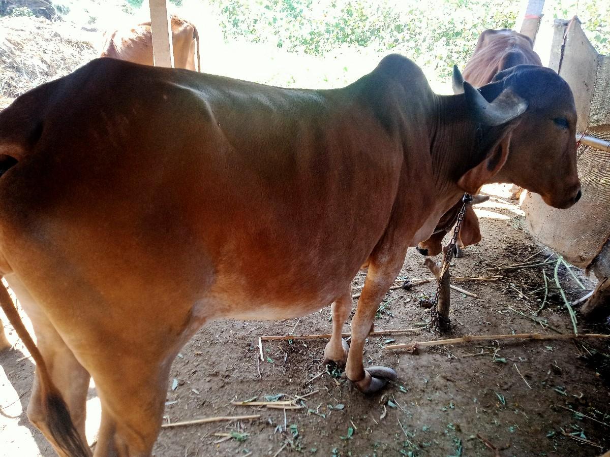 દેશી ગાય