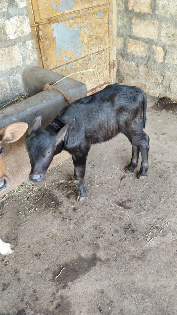 થંબનેલ 3