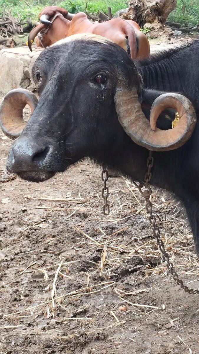 થંબનેલ 3