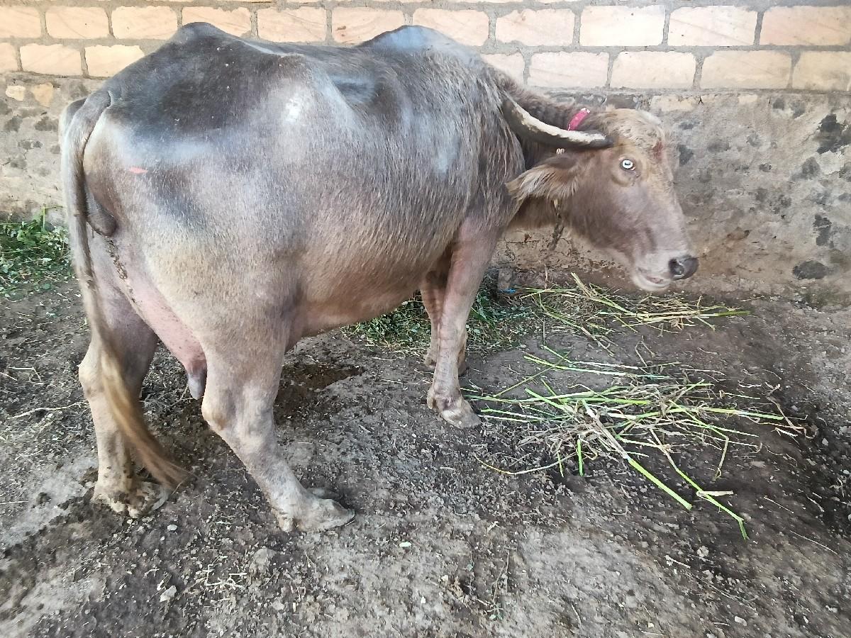 થંબનેલ 2