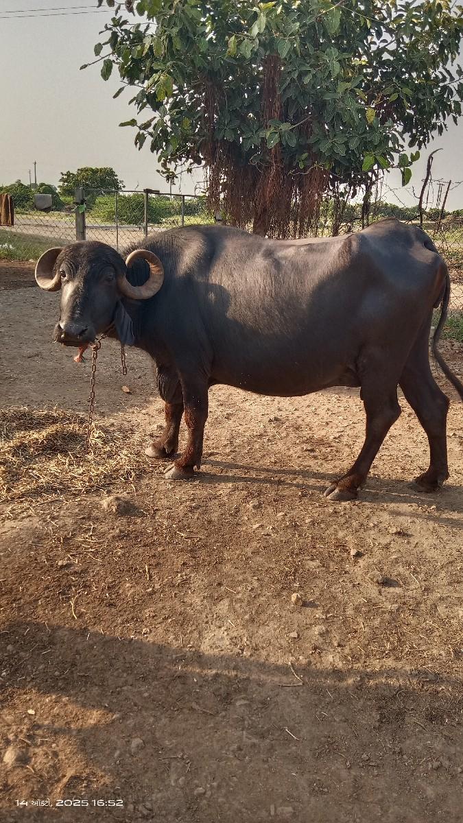 થંબનેલ 3