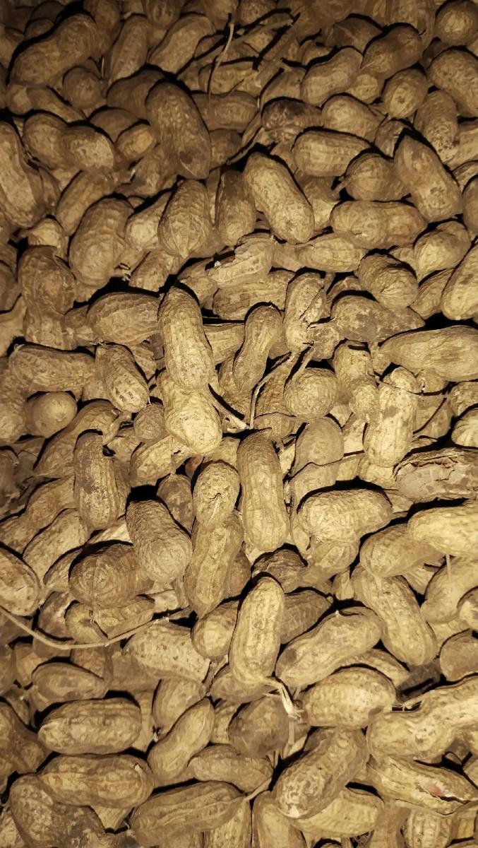 madvi 20 nabar biyaro kori