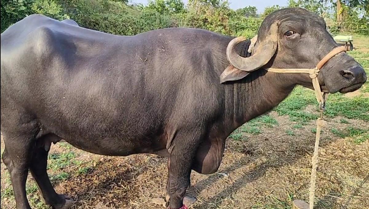 ભેંસ વેચવાની છે