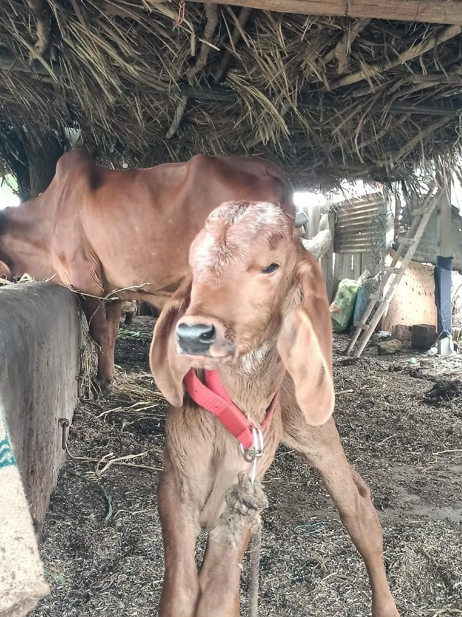 થંબનેલ 3