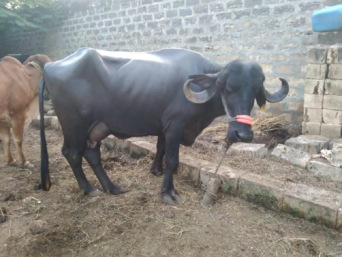 ભેંસ વેચવાની