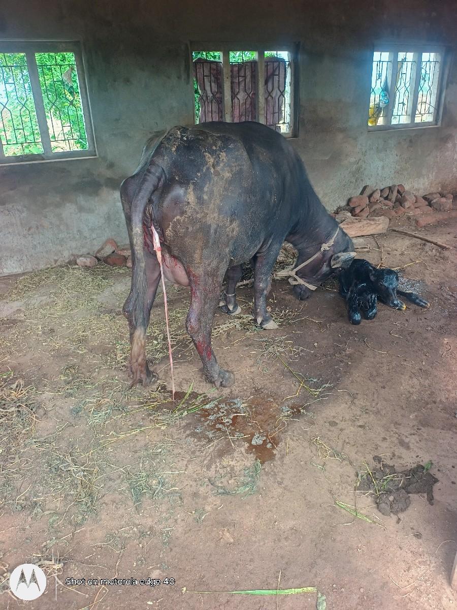 પેલું વેતર