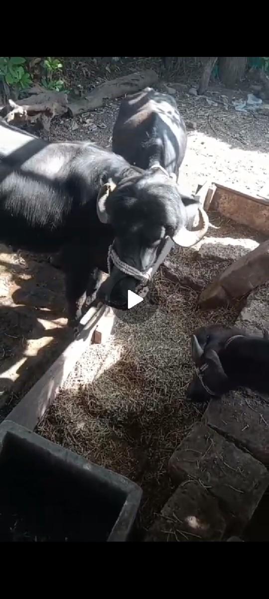 થંબનેલ 2