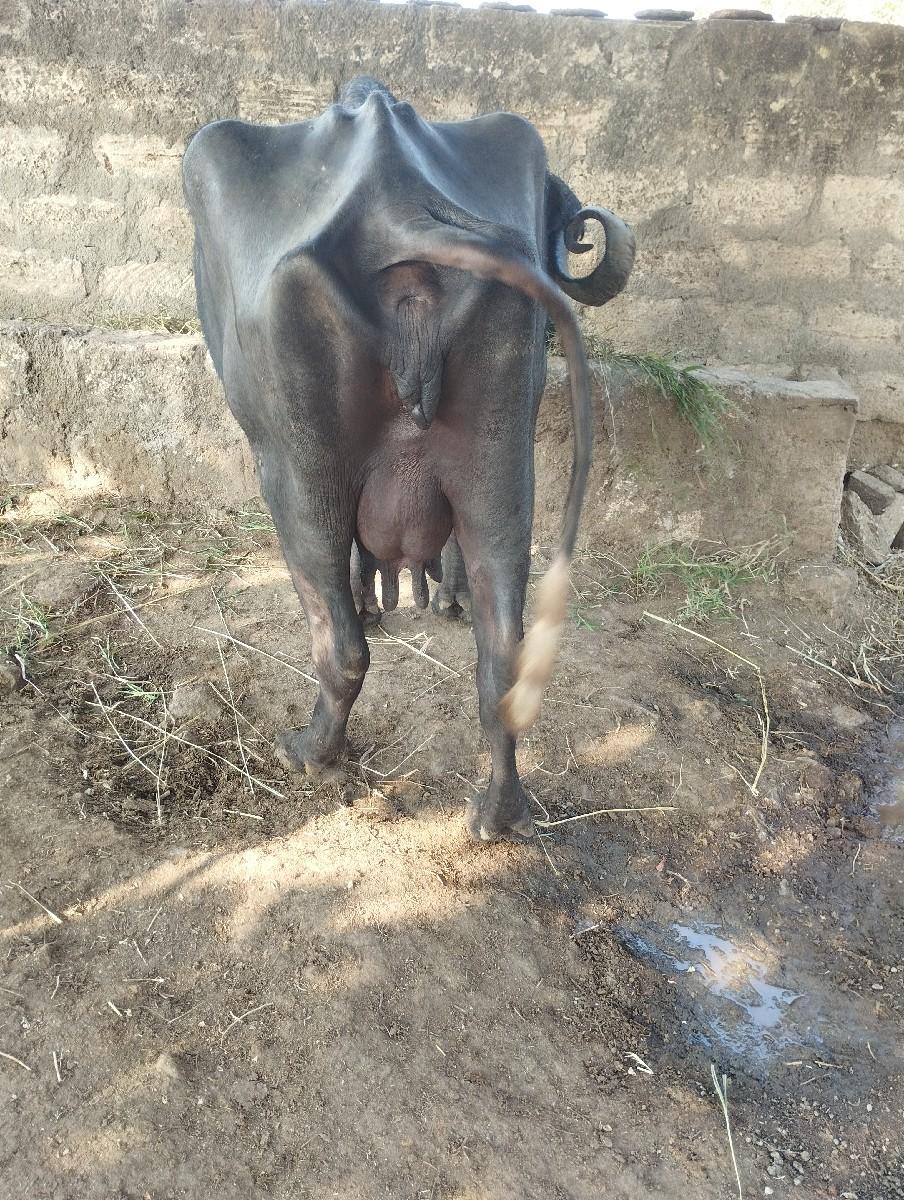 વિશાલ ભાઈ