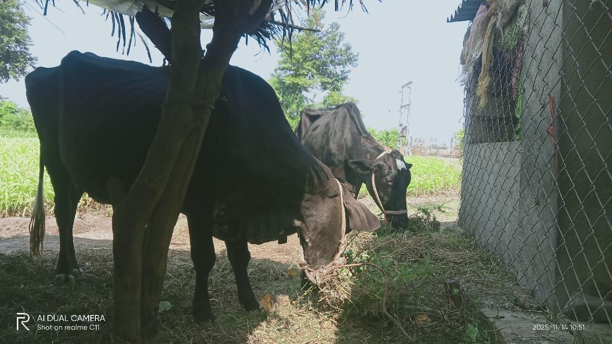 ઊનડજામ સબીરભાઈ