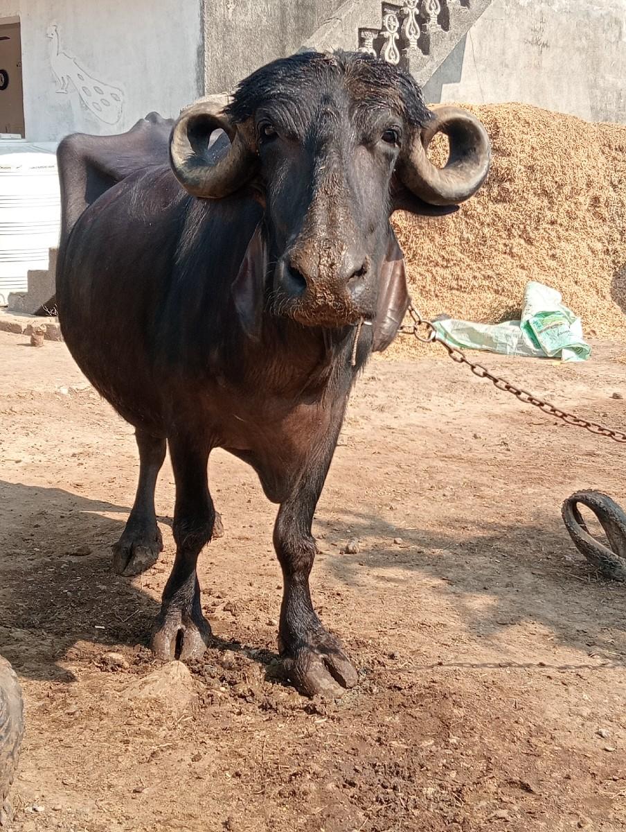 થંબનેલ 2