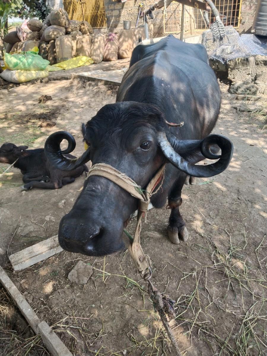 થંબનેલ 3