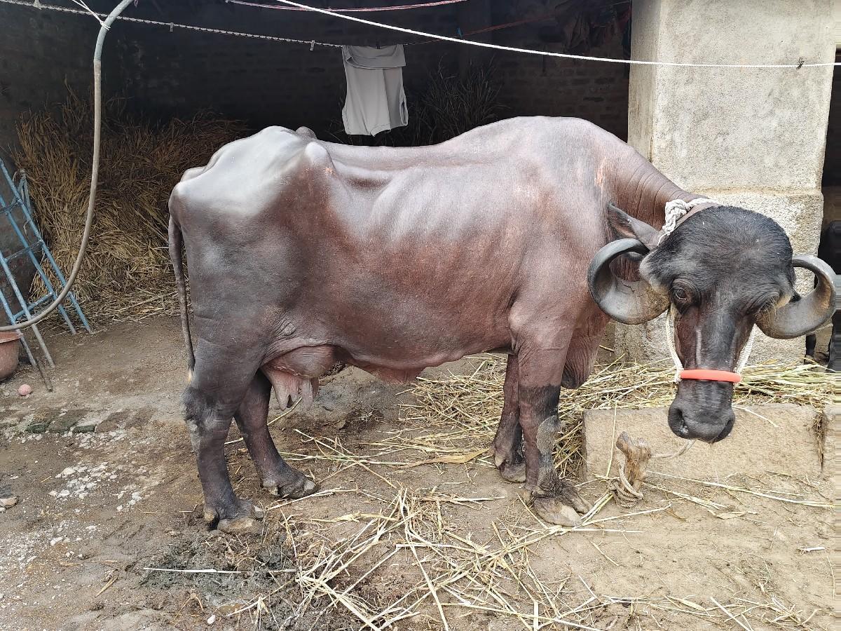 વેસવાની