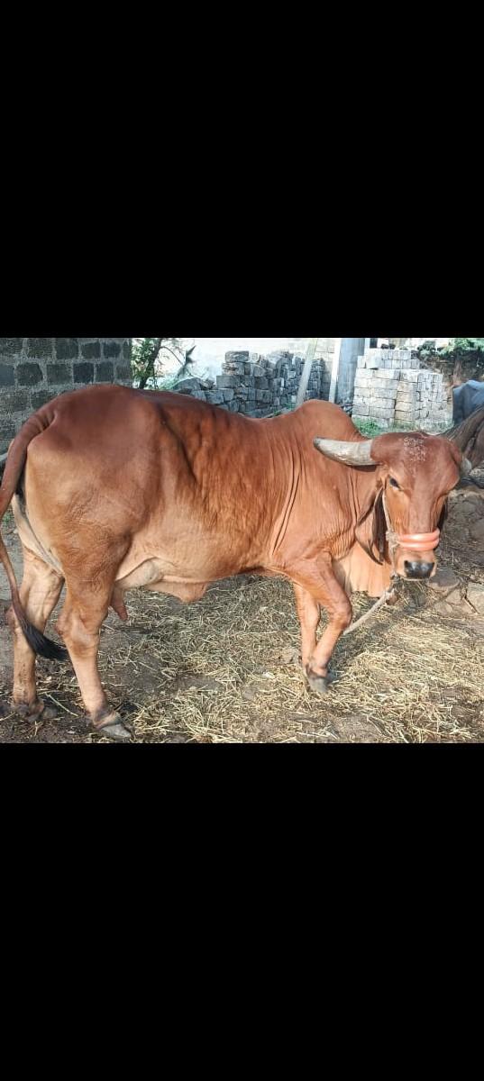 ગાય વેચવાની છે